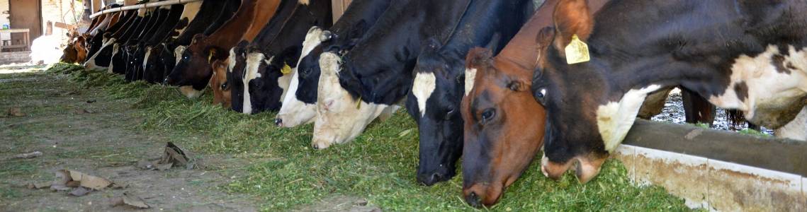 Реферат: Оптимизация кормления скота